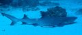 White Tip Shark